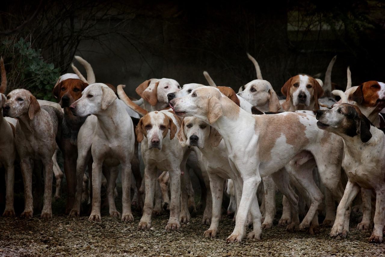 dogs, herd, canine-2691871.jpg